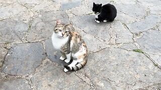 Hungry Cats living on the street. These cats are so beautiful.