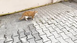 White cute Cat trying to make herself loved