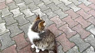 I have never seen such a beautiful yellow Cat. These cats are so beautiful.