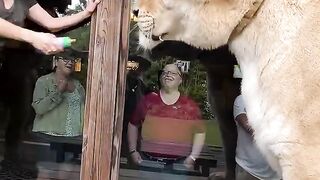 The worlds largest cat. Guinness, book of world records three times. Liger