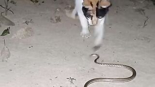 The Cat chases the snake