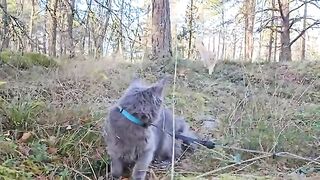 A Day in the Forest with Maine Coons Buster & Luna