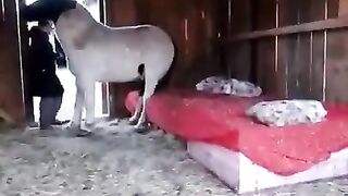 Tucking in your horse for the night