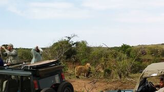 Lion ambush at wildebeest crossing#LionAmbush #WildebeestCrossing