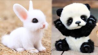 AWW Animals SOO Cute! Cute baby animals Videos Compilation cute moment of the animals #7.