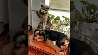 Funniest Dog and Cat Videos You'll Ever See #funny #funnycatanddog.