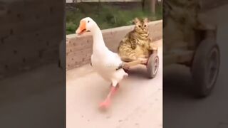 Funniest Videos 2023 ???? #131 #shortvideo #ytshorts #shortscat.