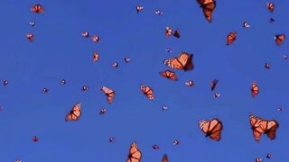 Monarch Butterfly Migration