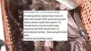 Ini alasan kenapa saya tidak mau membuat BUKU PANDUAN budidaya ikan lele