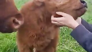 Baby cow cute