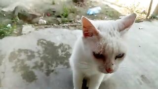 White cat that needs attention