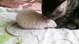 The cat takes care of the pet rat.