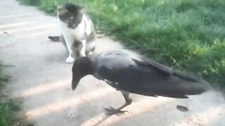 Crow and cat: "high" relationship.