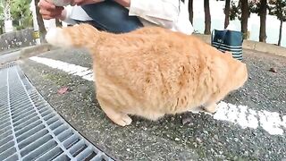 The one-eared cat performs cute poses at the command of volunteers