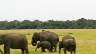 Elephant attack- Elephant vs Driver.