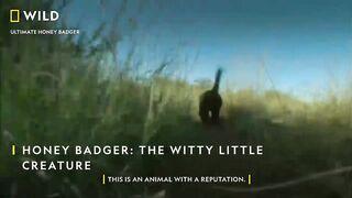 Badger-The Witty Little Creature.