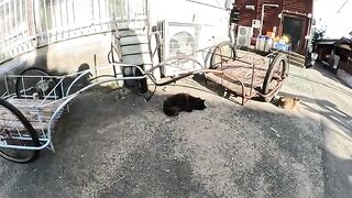 A man massages and washes a long-haired black cat