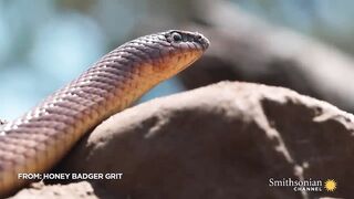 A  Badger and Mole Snake Fight.