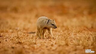 Cobra VS Mongoose - Love Nature.