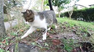 A cat with a long tail lies on the ground and a person touches it