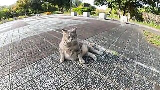 A man carefully massages the belly of a fat gray cat.