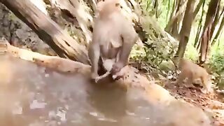 Monkey bath her baby in the stream