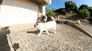 Three cats butt each other's heads, competing for the right to interact with a human.