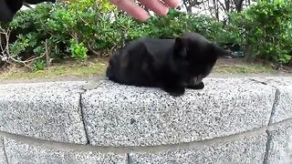 A young black cat drinks a lot of water after playing with people