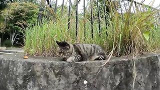 A fat cat climbs down from the wall and shows people its belly.