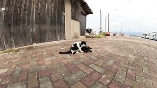 A cat that looks like a raccoon and a cat that looks like a panda are happy when people touch them