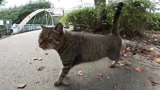 Two tabby cats sit side by side on a bench, and a man massages them.