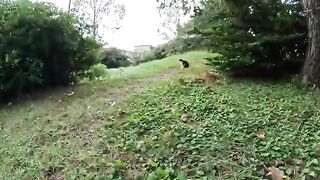 A panda-like cat leads people to a hill overlooking the ocean.