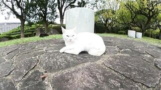 A white cat with beautiful fur resembling a marshmallow.