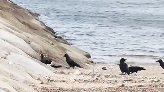 A cat surrounded by a flock of crows asks people for help