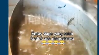 Gak mau dimasak jeh?