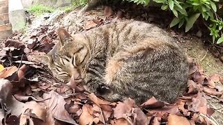 A tabby cat is fast asleep with a balloon in its nose