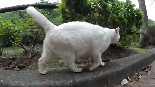 The white cat with a yellow belly is happy that people touch it.