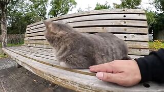 I touched the belly of my fat gray cat, and she licked my hand.