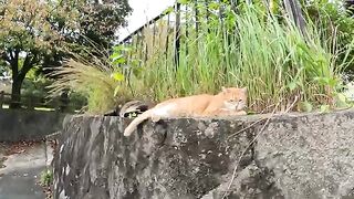 A fat cat and a beautiful cat are dozing side by side on the wall.