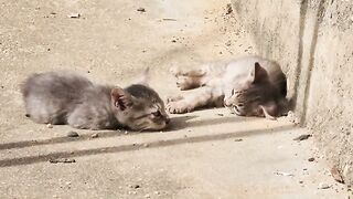 Many cute kittens comfortably rest in the sun