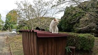 A white cat and a cat in a tuxedo communicate with people on the roof of the barn.