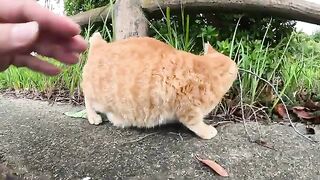 A one-eared cat poses sweetly after being touched by a person