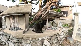 Two orange cats who want to play with a black cat look at each other