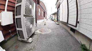 Curly Siamese cat patrols the sea