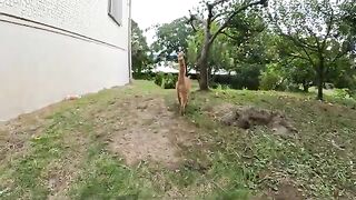 A cute cat lies down in front of a man and his cock is massaged