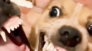 funny pets video