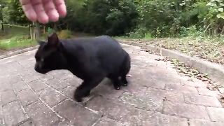 A black cat calls a person to follow him