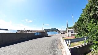 Many cats living in the fishing port greet each other, at least with their heads.