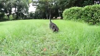 The tabby cat runs away from the old tortoiseshell cat and rests on the grass.