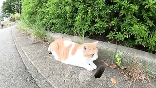 A fat cat plays and rests on a bench